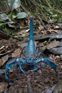 blue-scorpion