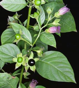 atropa-belladonna-berries-leaves-and-flower